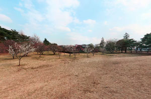 野川公園梅林