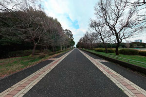 夢の島公園 園内通路