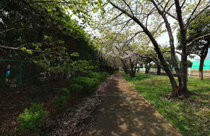 緑道