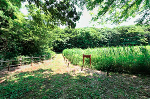 野津田公園こもれびの路
