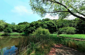 野津田公園湿性植物園