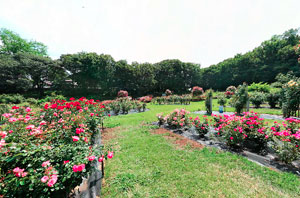 野津田公園ばら広場