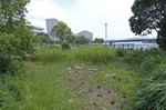 さざなみ公園ビオトープ