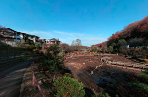 薬師池公園ハス田
