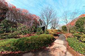 薬師池公園椿園