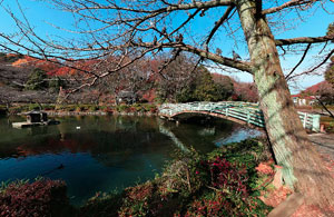 薬師池公園薬師池