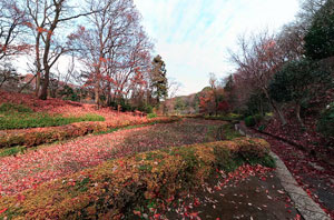 薬師池公園花菖蒲田