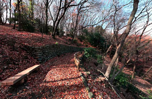 薬師池公園雑木林