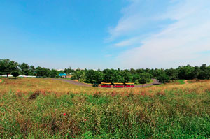 昭和記念公園 花の丘