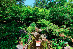 昭和記念公園日本庭園 東の流れ