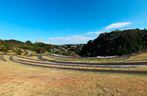 若葉台公園花の段々広場