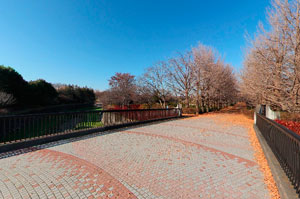 昭和記念公園いちょう橋