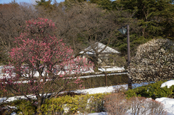 哲学堂の梅