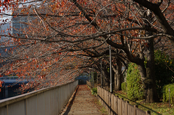 大横川遊歩道