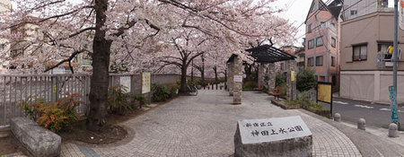 神田川の桜